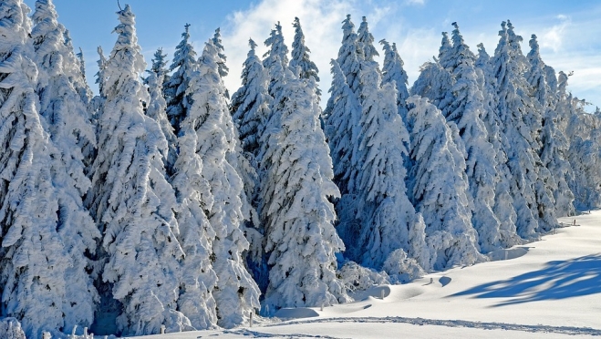 Арендатор леса задолжал крупную сумму в бюджет Марий Эл