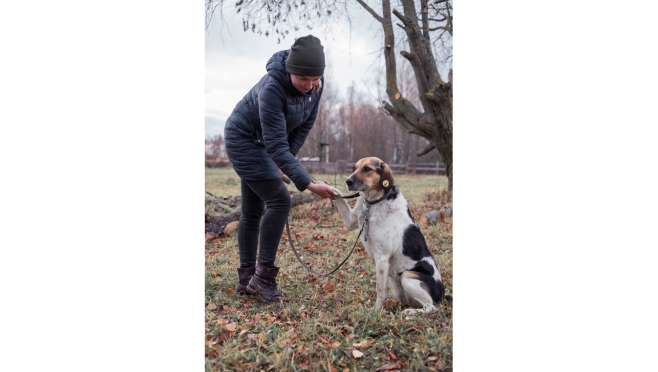 В Марий Эл 194 бездомных животных нашли новых хозяев