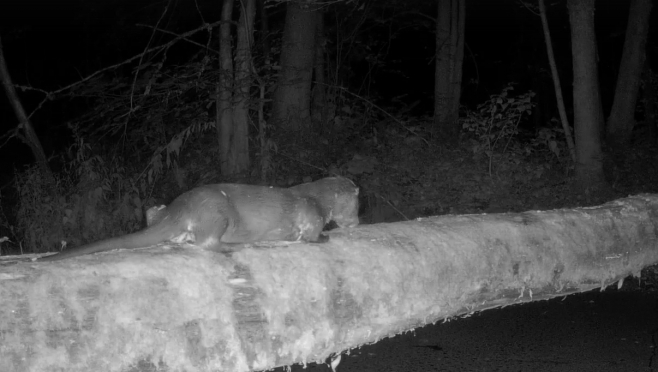 Специалисты марийского заповедника рассказали об играх выдр