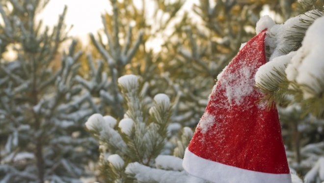 Как выбрать новогоднюю ёлку