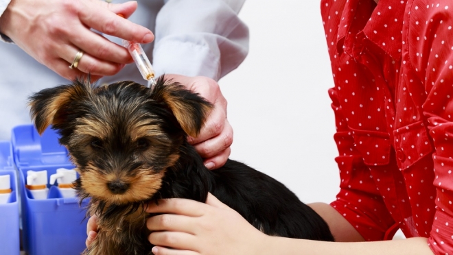 В пригороде Йошкар-Олы бесплатно вакцинируют собак и кошек от бешенства