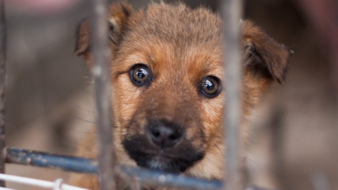 В Марий Эл около 300 бездомных животных было отловлено весной