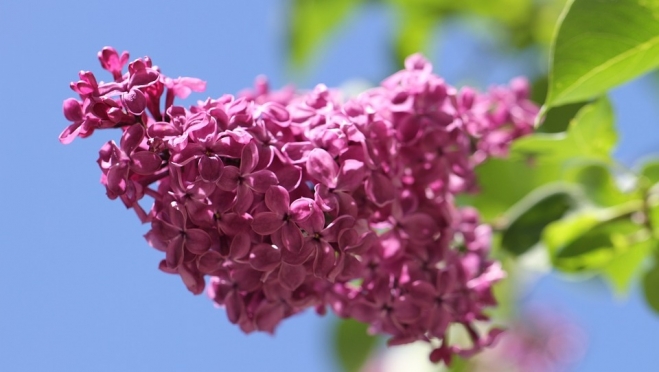 Йошкар-Ола присоединилась к Всероссийской акции «Сирень Победы»