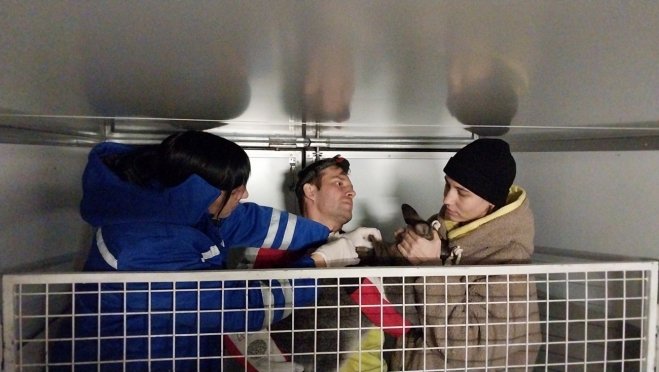 В Йошкар-Оле ветеринары вакцинировали будущего циркового артиста