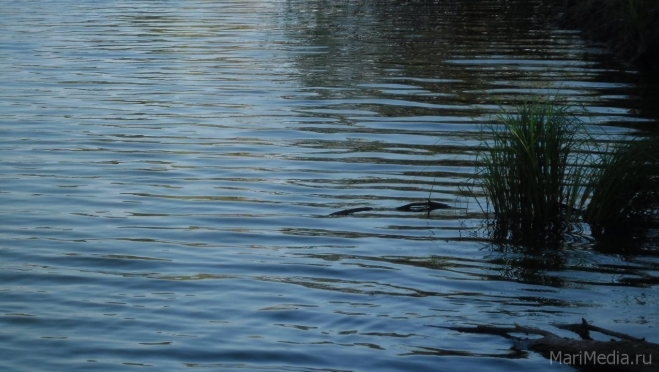 На реке Немда в Сернурском районе утонул мужчина