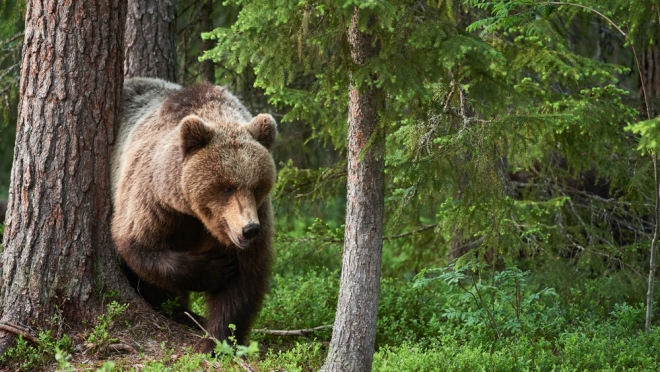 Охотоведы Марий Эл продолжают учёт бурого медведя