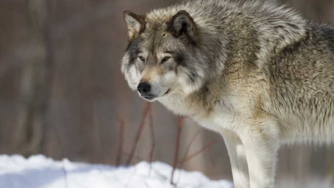 В Марий Эл сезон охоты на волков завершится 31 марта