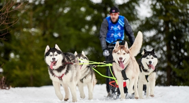 Чемпионат и Первенство Республики Марий Эл по ездовому спорту