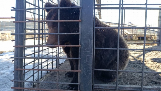 Маленькую медведицу из Татарстана отвезли в Московский зоопарк