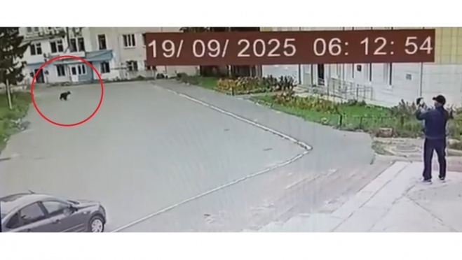 По улицам Козьмодемьянска сегодня бегал медвежонок