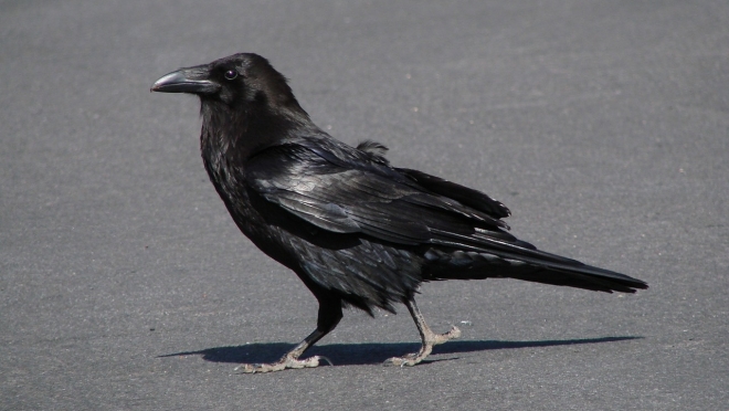 На борьбу с воронами на крыше Дома правительства потратят 42,6 млн рублей