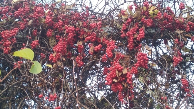 Посетители Ботсада Йошкар-Олы оборвали плоды с экзотических растений