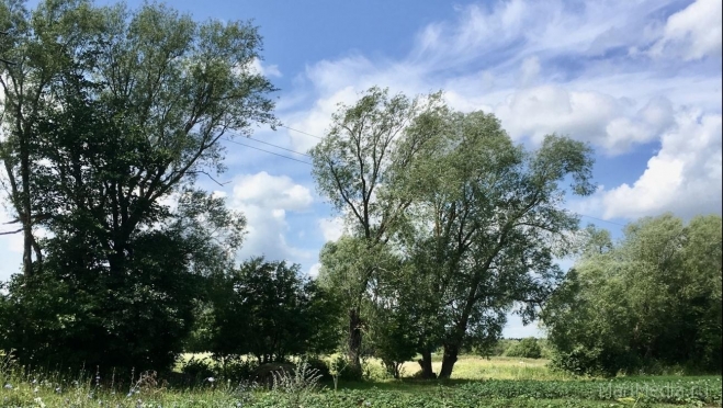 В эти дни в Марий Эл усилится жара