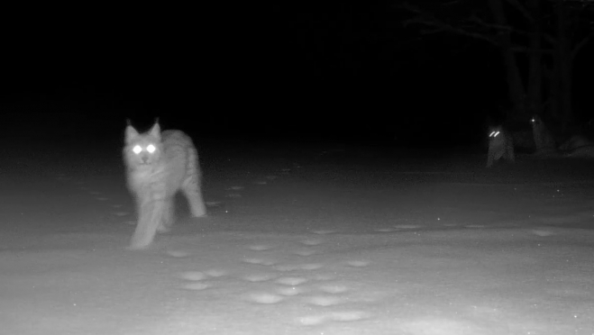 В заповеднике Марий Эл подглядели за играми рысей