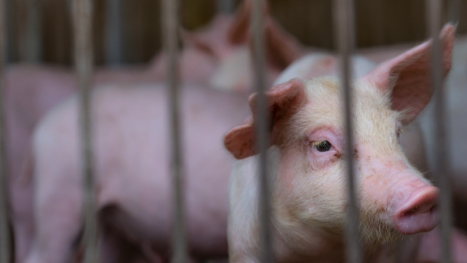 В Горномарийском районе из-за  вспышки африканской чумы свиней действует пропускной режим