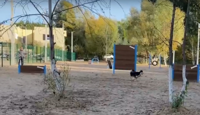 В заречной части Йошкар-Олы появилась площадка для выгула собак