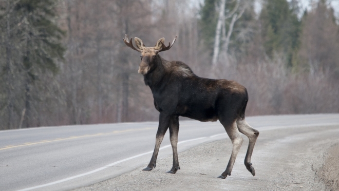 В Марий Эл подвели итоги зимней «переписи» животных и птиц
