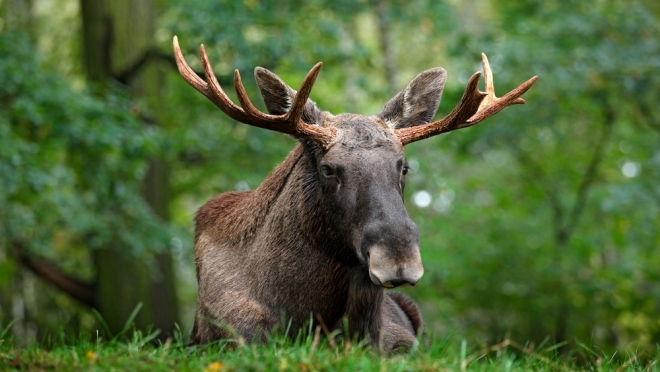 В Марий Эл для добычи лосей браконьеры используют запрещённые ловушки