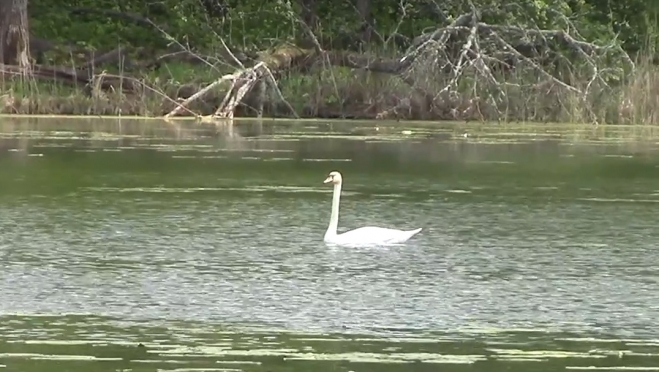 В заповеднике «Большая Кокшага» сняли на камеру лебедя-шипуна