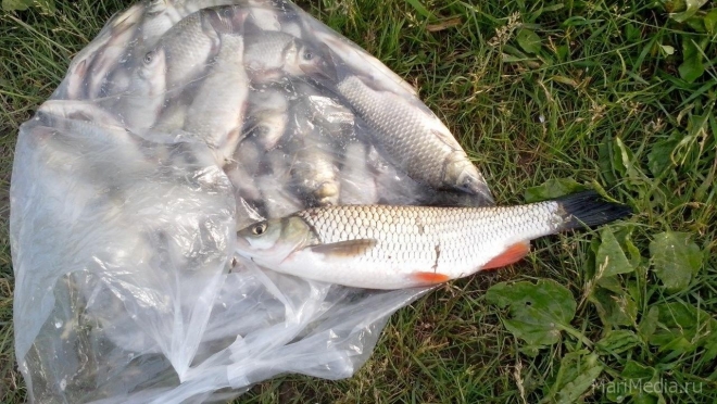 Рыбаки Марий Эл в замешательстве — останется ли хобби бесплатным