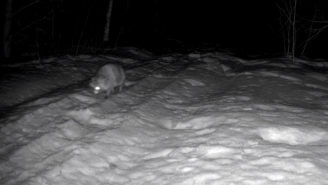 В лесах Марий Эл фотоловушка «поймала» енотовидную собаку