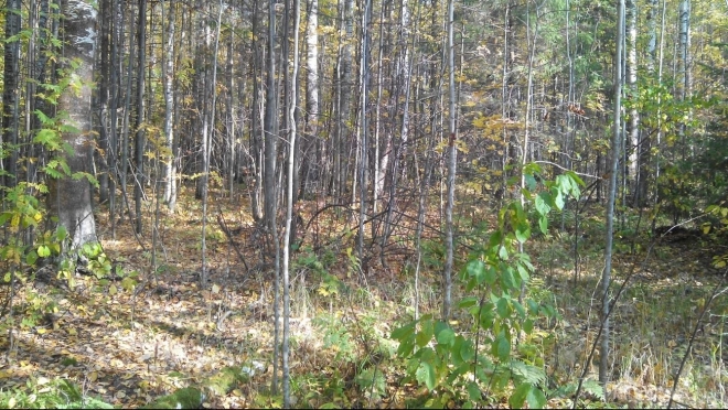 В Марий Эл готовят добровольцев по поиску потерявшихся людей