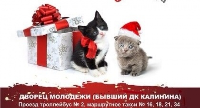 Выставка-раздача бездомных животных