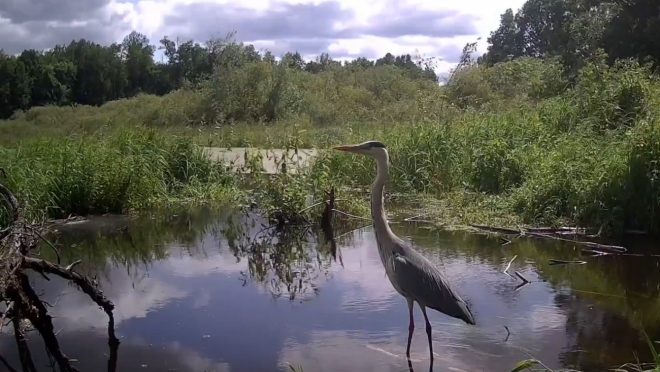 В заповеднике «Большая Кокшага» рассказали, для чего цапле нужны пудретки