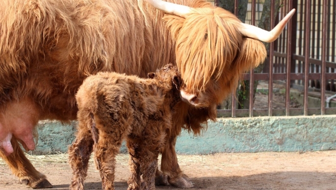 В зоопарке Нижнего Новгорода бэби-бум