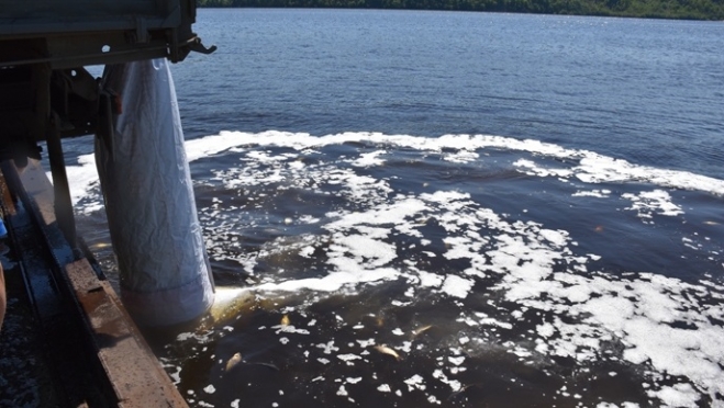 В Марий Эл молодь сазана выпустят в Волгу и Малую Кокшагу