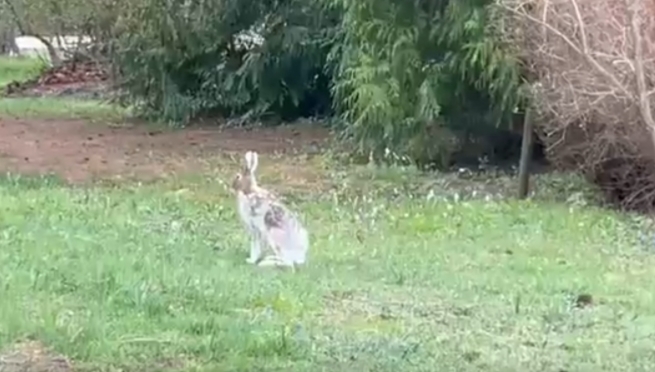 В Ботаническом саду можно встретить зайцев