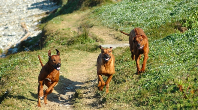 В Оренбурге стая бездомных собак разорвала ребёнка