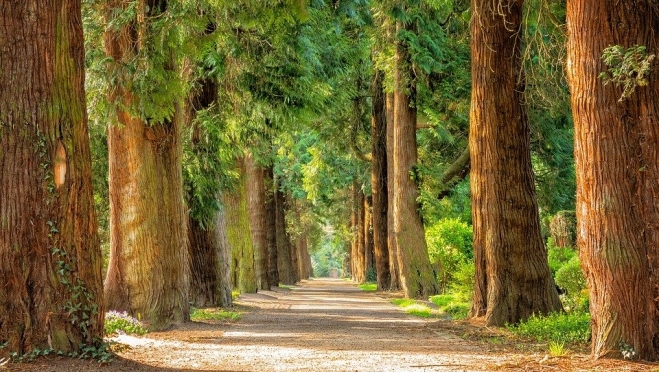 Создание «зелёного щита» вокруг Йошкар-Олы переходит в практическую плоскость