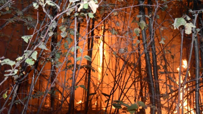 В лесах Марий Эл объявили начало пожароопасного сезона