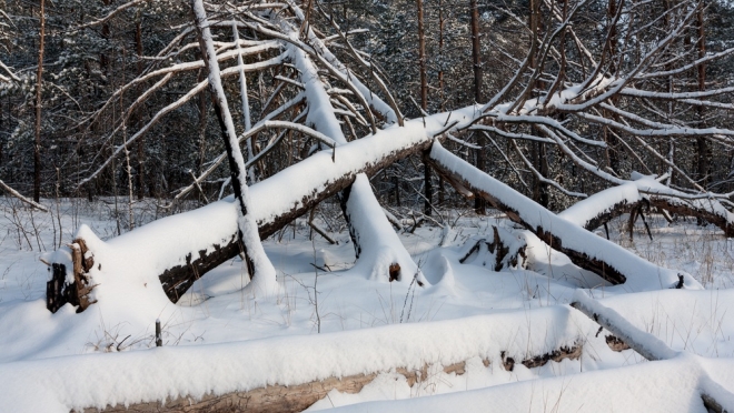В Звениговском районе похищены ветровальные деревья