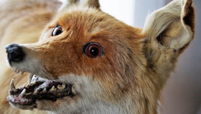 Житель Волжска украл чучело лисы