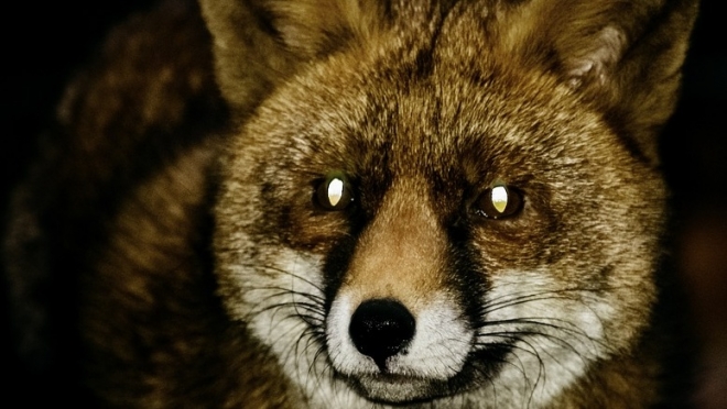 В Татарстане вместо лисы застрелили женщину