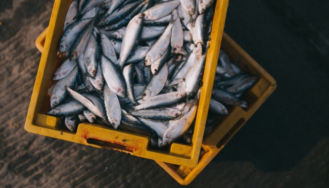 В Марий Эл пройдут общественные слушания по вопросам рыбной ловли