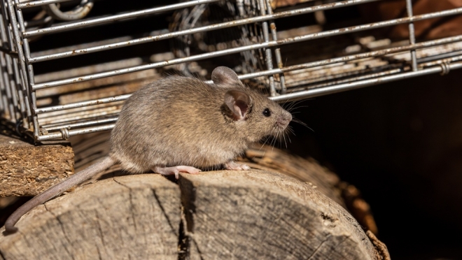 В Марий Эл 80 человек заразились мышиной лихорадкой