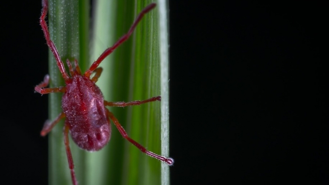 За неделю от клещей пострадали 110 жителей Марий Эл