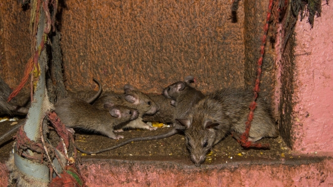 В Йошкар-Оле за торговым центром «Планета» обитают полчища крыс