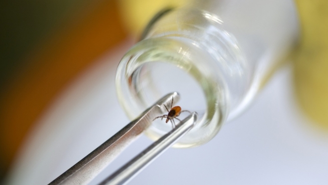 В Марий Эл от укусов клещей пострадало ещё 27 человек