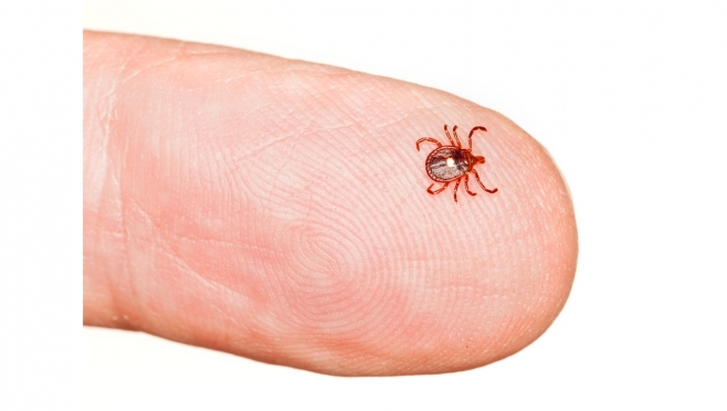 В Марий Эл снижается активность клещей