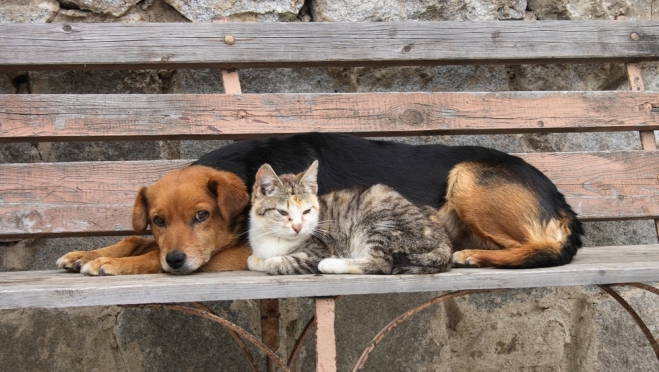 В Йошкар-Оле пройдёт бесплатная вакцинация домашних животных от бешенства