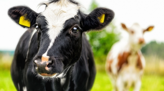 Марий Эл лидирует по среднему надою молока от одной коровы за сутки