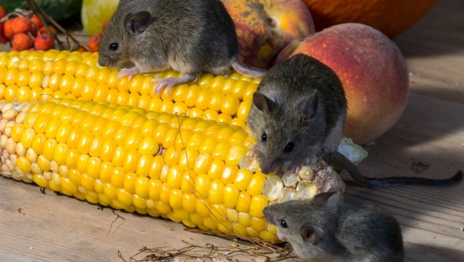 Грызуны атакуют Марий Эл