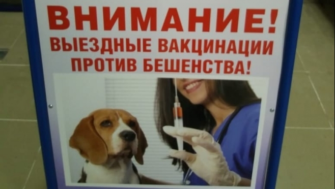 Ветеринары Йошкар-Олы проведут выездную вакцинацию домашних животных от бешенства