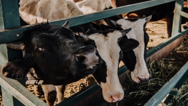 В Марий Эл не спешат отправлять на убой коров, больных лейкозом