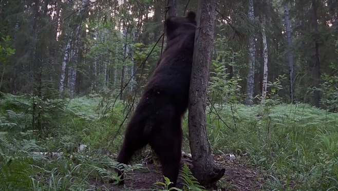 Мишка промаркировал одно из деревьев в марийском заповеднике