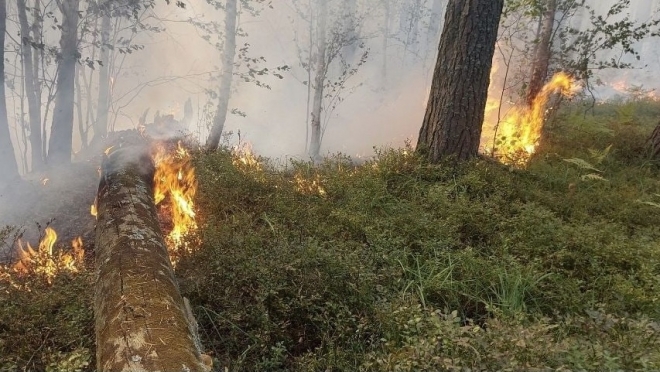 В лесах Марий Эл сегодня ввели особый противопожарный режим